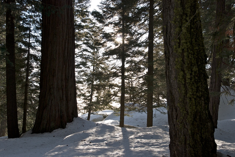 trees sun
